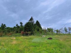 -武陵山森林公园