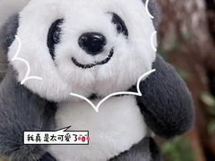 -成都大熊猫繁育研究基地
