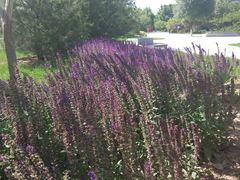 -北京国家会计学院