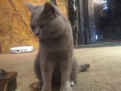 -more than meow吴止猫主题餐厅(承德 中船汇店)