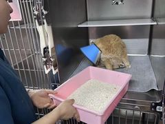 -哆趣宠物医院·眼科·内镜·急重症转诊中心(上海店)