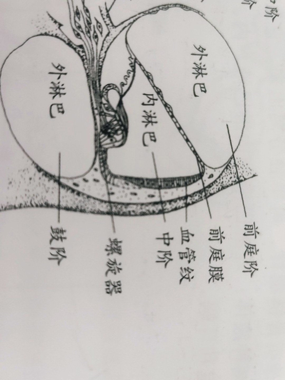 前庭礼神经和耳蜗神经最终合并成听神经