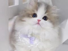 -十月米努特矮脚猫舍