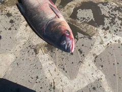 -镜泊湖聚仙楼鱼馆