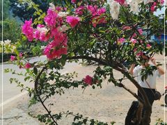 -村上春树