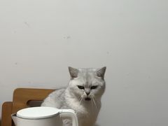 -瑞派康怡24h宠物医院·犬猫医疗中心·微创绝育(瑞景分院)