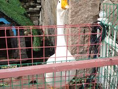 -上海佘山世茂艾美酒店