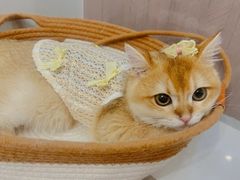 -lincat·猫舍(广州店)