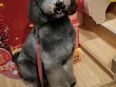 -佐罗家宠物馆·猫文化馆(紫霞路店)