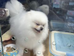 -FAELING PETS美天灵宠物(富力广场店)