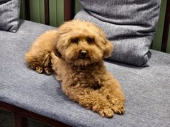 -鱼头泡饭·湖北菜·非物质文化遗产(岳家嘴总店)