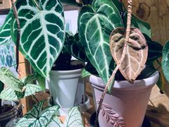 -Rabbit Cafe私房西餐甜点咖啡(栖霞路店)