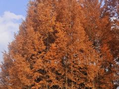 -白鹭湾湿地公园