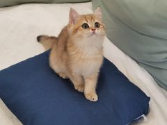 -东方名猫馆·英短金渐层布偶猫舍(环线广场1号楼店)