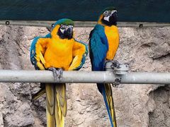 -西霞口神雕山野生动物世界