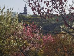-苏州上方山国家森林公园