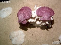 -亚龙湾中心广场·贝壳馆