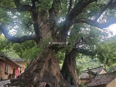 -杨家堂村