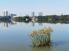 -海珠湖公园