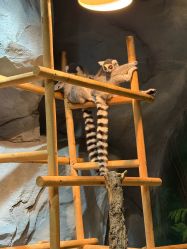点击看大图 -Zoolung Zoolung动物主题公园(海信广场店)