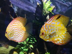 -迪拜水族馆及水下动物园