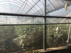 -庞各庄翠芳园西瓜蔬菜基地采摘园