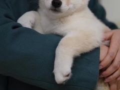 -逗柴咖啡屋·狗咖猫咖宠物桌游