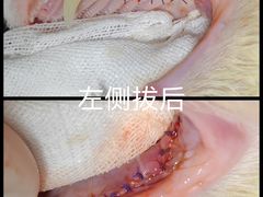 -纳吉亚猫专科动物诊疗中心(蒋宅口分院)