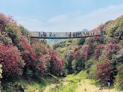 -贵州百里杜鹃风景名胜区