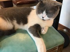 -共舞时光猫咖·狗咖(新街口店)
