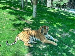 -北京野生动物园