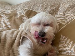 -好利来(旅顺世达店)