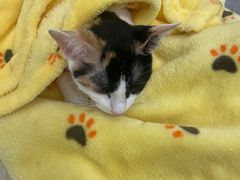 -凯特喵百思猫专科医院