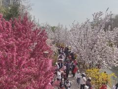 -海棠花溪(元大都城垣遗址公园)