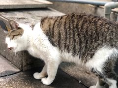 -安仁古镇