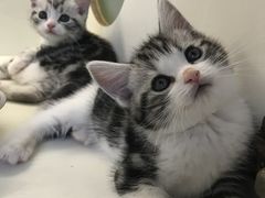 -喵zoo家庭繁育猫舍(尖东智能花园店)