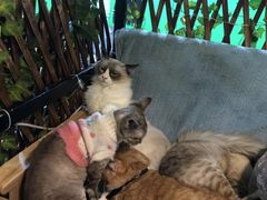 -李小姐の猫咖啡馆(五角场店)