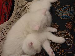 -豌豆小院咖啡馆