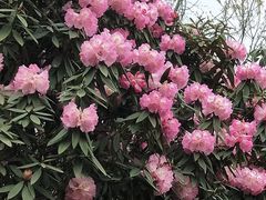 -贵州百里杜鹃风景名胜区
