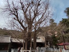 -潭柘寺景区