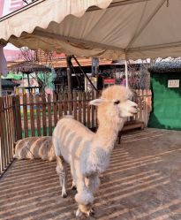 -萌宠亲子动物乐园(槐房万达店)