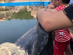 -广东惠东海龟国家级自然保护区