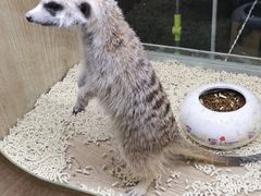 -藦茜花园宠物主题亲子互动体验馆(国顺东路店)