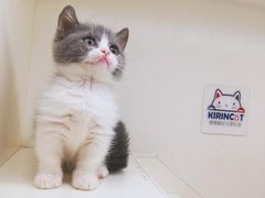 -十年猫舍·猫咪专门店(普陀店)