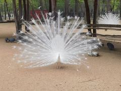 -秦皇岛野生动物园