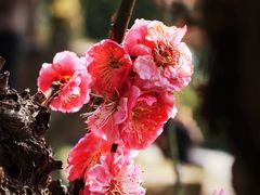 -无锡梅园公园