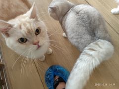 -是阿柴呀！柴犬咖啡·爱喵喵猫咖