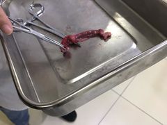 -米苏动物医院·犬猫专科·骨科外科内窥镜