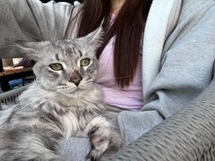 -十年猫舍·猫咪专门店(普陀店)