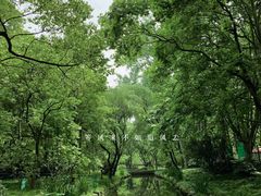 -上海共青森林公园